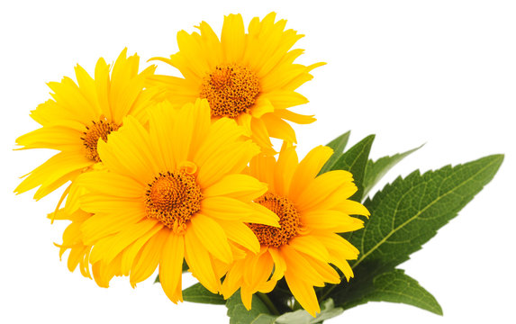 Fototapeta yellow flowers