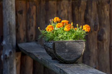 Flowers in the wooden pot