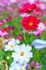 Floral Border; Flower in the garden