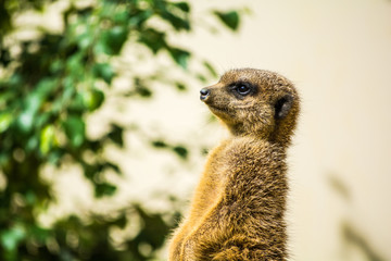 suricate 2