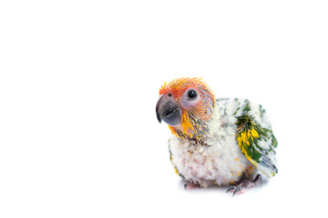 Obraz premium Sun conure parrot on white background.