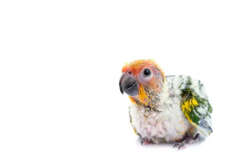 Photo sur Plexiglas Perroquet Sun conure parrot on white background.