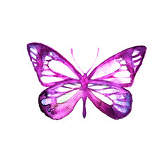 butterflies design