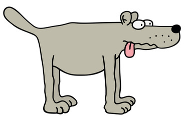 gray funny dog