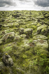 Rocks and Moss