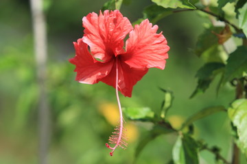 Guyane - Saül - Juillet 2014