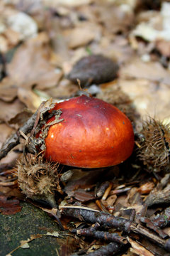 FUNGO ROSSO TRA LE FOGLIE SECCHE