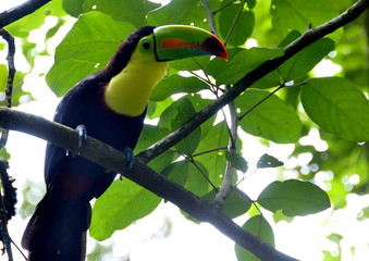 Toucan oiseau, Costa Rica