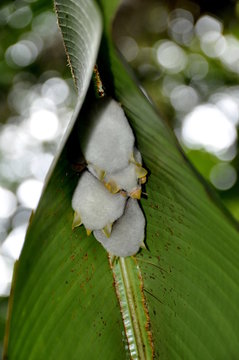 Chauve-souris Blanche, Costa Rica