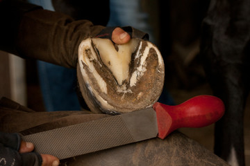 Obraz premium Hufpflege