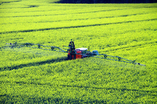 Traktor in einem Rapsfeld