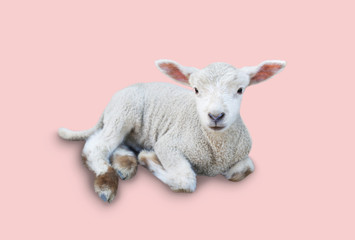 ひつじのあかちゃん