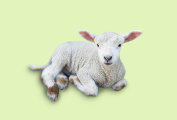 ひつじのあかちゃん