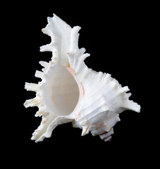 While seashell