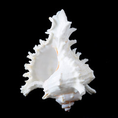 While seashell