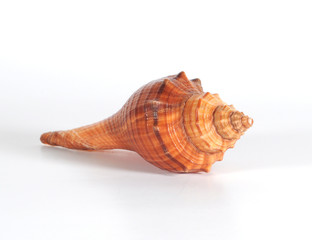 Seashell Pugilina against white background