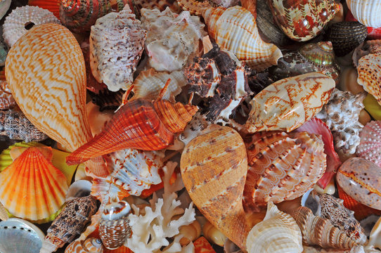 Assorted colorful seashells