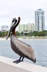 Pelican