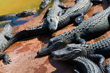 Florida alligators
