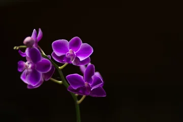 Tissu par mètre Orchidée Purple orchid