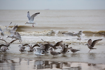Group of Seabirds resting on the beach