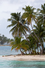 Fototapeta na wymiar Coconuts on Paradise island