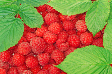Raspberries decorated with green leaf as background