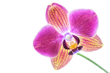 Fototapeta na wymiar Orchidee auf weißem Hintergrund