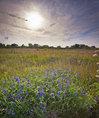 Summer meadow with small wild flowers at cloudy evening