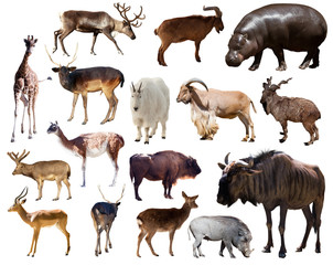 blue wildebeest, hippo and other Artiodactyla mammal animals