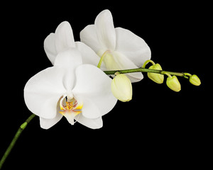 Naklejka na ściany i meble Three day old white orchid on black background.