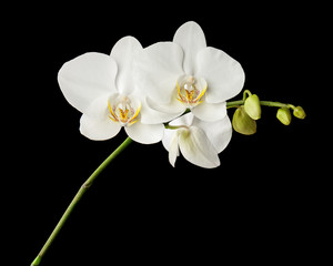 Fototapeta na wymiar Three day old white orchid on black background.