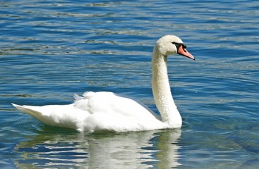 The Swan on Lucerne Lake