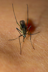 Mosquito sucking blood.
