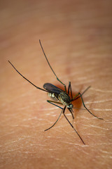 Mosquito sucking blood.