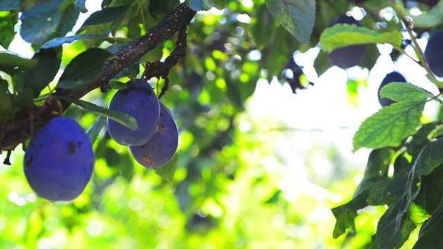 Ripe plum fruit on a branch in orchard on a bright summer day
