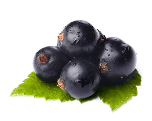 Black currant