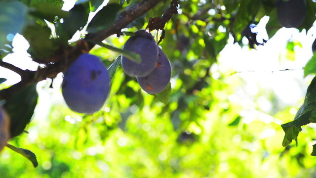 Ripe plum fruit on a branch in orchard on a bright summer day