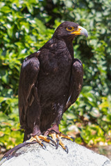 Large size Eagle Inn in soil
