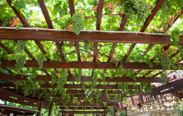 Vineyard on the island of Crete in Greece.
