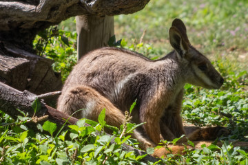 Bennett Wallaby (Macropus rufogriseus)