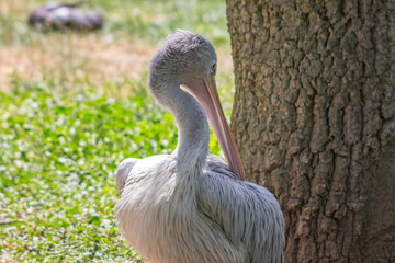 pelican perched on the ground in the shade
