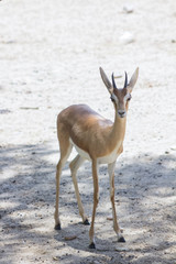 Gazelle walking in the Sun