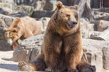 brown bear sitting so funny