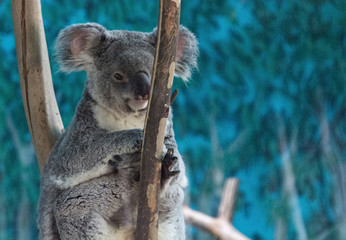 Koala relaxed in the branches of a tree