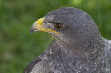 Large size Eagle Inn in soil