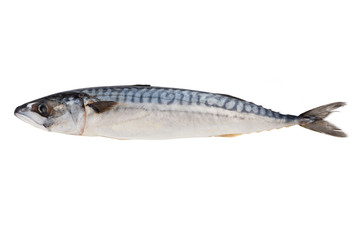 Mackerel fish