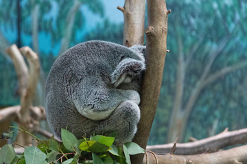 Koala relaxed in the branches of a tree