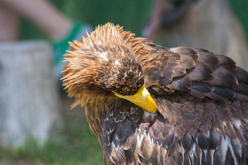 Large size Eagle Inn in soil
