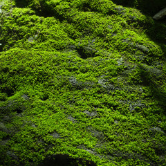 Green Moss on the rock